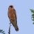 Falco vespertinus
